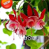 新しい種子は2015年！多色ピンクダブル花びらフクシアの種鉢植え花の種子植物は、フクシアの花ハンギング50 PCS /ロット、＃13BG80