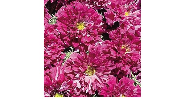 花の種 ３０粒 コスモス ダブルクリックローズボンボン 秋桜 Www Junglelivinn Com