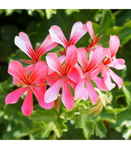 Amazon | ゼラニウム 苗 ミスターレン 3.5号 ゼラニューム 赤 覆輪 赤