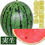 国華園　実生野菜苗　小玉スイカ　F1赤肉こだま　15株【※発送が国華園からの場合のみ正規品です】