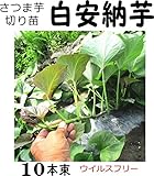 さつまいも苗 白安納芋 10本束 丈夫なサツマイモ ウイルスフリー切り苗