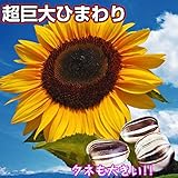 【メール便配送】国華園　花たね ヒマワリ タイタン 1袋(35粒)【※発送が国華園からの場合のみ正規品です】