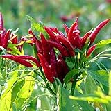 Mantianhong nest raw chili peppers seeds 80 Seeds Vegetable Seeds