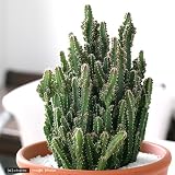 (観葉)セレウスサボテン(セレウス・ペルヴィアナス) 4号(1鉢)(素焼鉢植え) 観葉植物 本州・四国限定[生体]