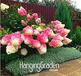 New Arrival 100 Pcs/Pack Vanilla Strawberry Hydrangea Flower Seeds for Planting Flower Bonsai or tre