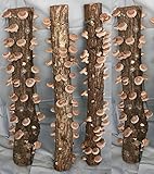 カネコ種苗 ホダ木 オガ菌 完熟ホダ木 ホダキング45しいたけ SFJ321 菌王2号(F206) 6入