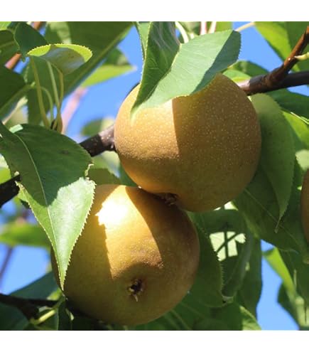 Amazon.co.jp: 梨 苗木 甘太 (PVP) 15cmポット苗 かんた なし 苗 ナシ