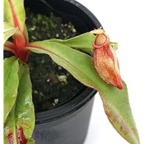 Amazon｜【charm】（食虫植物）ウツボカズラ ネペンテス