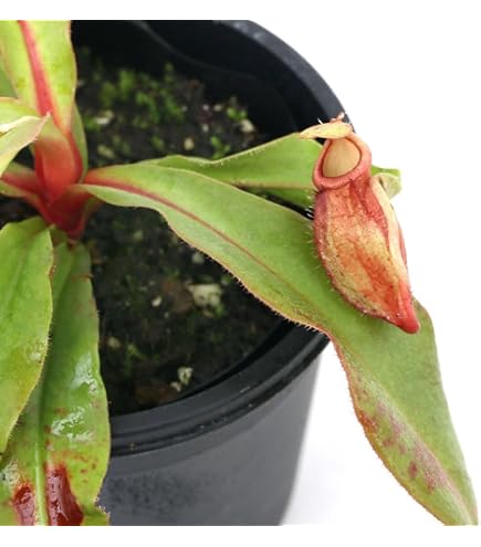 Amazon｜Heliamphora neblinae cerro neblina ヘリアンフォラ