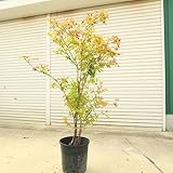 希少庭木・植木：ナツハゼ（なつはぜ）* 現品限り！ 樹高：約130ｃｍ 全高140ｃｍ 佐川急便発送