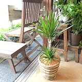 ドラセナ コンシンネ マルギナータ（真実の木）6号鉢サイズ 鉢植え
