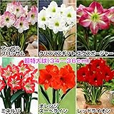 球根　アマリリス　超特大球早咲アマリリス一重咲セット　6種6球