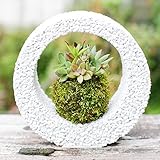 多肉植物 苔玉 koke-pochi シリーズ ～多肉植物の苔玉リング～ Mサイズ ホワイト