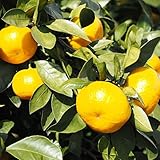 みかん 苗木 【青島温州 （あおしまうんしゅう）】 2年生 接ぎ木 ポット苗