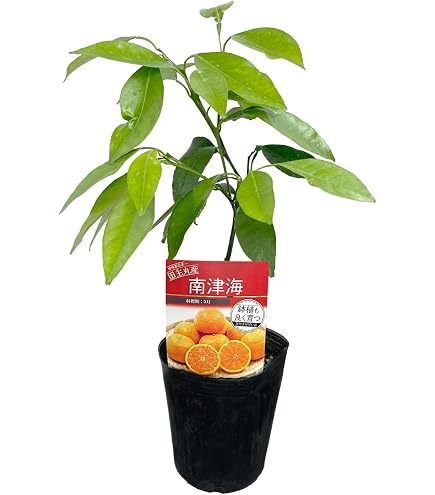 Amazon.co.jp: 温州みかん 青島 苗木 [小] 9cmポット 接木 【自宅で