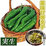 国華園　実生野菜苗　トウガラシ　万願寺トウガラシ　4株【※発送が国華園からの場合のみ正規品です】