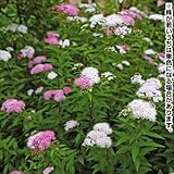 国華園　花木苗　源平シモツケ　1株【※発送が国華園からの場合のみ正規品です】