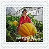 装飾用フルーツカボチャの種、人形カボチャ、食べられない観賞用カボチャ、約10粒子