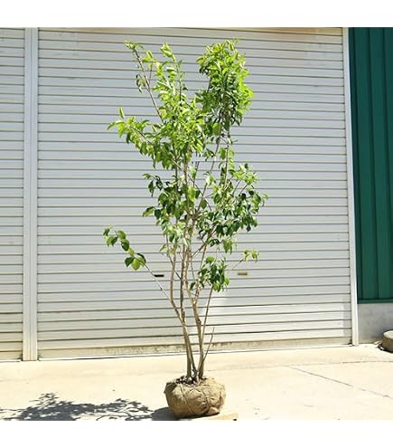 Amazon.co.jp: 《 》ソヨゴ 単木 雌株 メス株 樹高1.4m（根鉢含まず