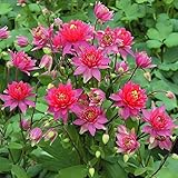 国華園　花たね 西洋おだまき レッド 1袋(10粒)【※発送が国華園からの場合のみ正規品です】