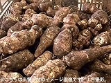 山菜苗:キクイモ[唐芋、菊芋] 種芋1kg(5～7個程)【紫桜館山の花屋】