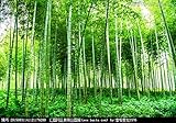 ガーデンデコレーション植物新鮮な緑の竹の100pcs B50と盆栽の新鮮な緑の竹孟宗竹BAMBOOツリーインベル竹の種