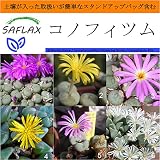 SAFLAX - Garden in the Bag - コノフィツム - 40 個の種。- 取扱いが簡単なスタンドアップバッグに栽培用土壌が入っています - Conophytum Mix
