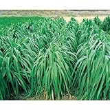 えん麦 前進(青刈用) 1kg