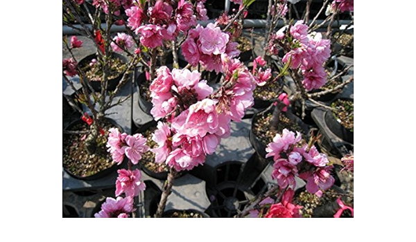 ハナモモ桃花 2 0m露地 2本セット 送料無料 1年間枯れ保証 シンボルツリー落葉 落葉樹 Www Studioadventure Com