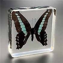 Amazon.co.jp: WJFMZS 本物の昆虫の蝶の標本天然の本物の蝶の