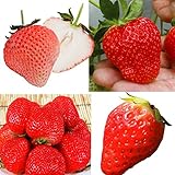 国華園　いちご苗　お試しイチゴセット　4種6株【※発送が国華園からの場合のみ正規品です】