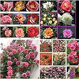 バラ中国のバラの花の種子ノイバラクライミング100seeds /ロット24種類のミックスは、種をローズ