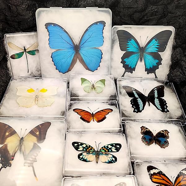 Amazon.co.jp: 蝶の標本 メネラウスモルフォ Morpho meneraus モルフォ