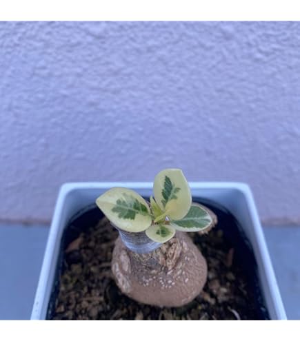 Amazon.co.jp: パンダ ガジュマル 斑入りPanda Gajyumaru Variegated