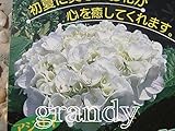 西洋紫陽花 クリスタルホワイト 15cmポット