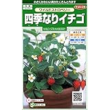 サカタのタネ 実咲花6082 四季なりイチゴワイルドストロベリー 00906082