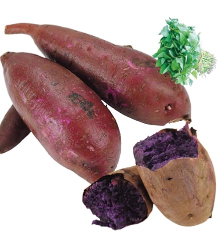 ふくむらさき苗300金時100シルク100