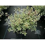 【ノーブランド品】アベリア・コンフェッティ樹高0.15m前後15cmポット/