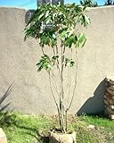 カクレミノ　H1500～1700