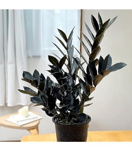 Amazon｜ザミオクルカス レイヴン 4号鉢 1株販売 レイブン 観葉植物