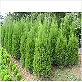 Hot Selling Cypress Trees Seeds Conifer Bonsai Seeds DIY Home Garden 20pcs/bag