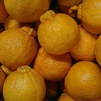 Amazon.co.jp: 訳あり 不知火柑 約10キロ前後 デコポンと同