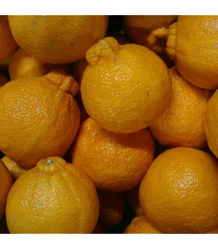 【熊本県産】不知火みかん デコポン 家庭用 訳アリ品 約10kg 訳あり デコみかん デコポン と同品種 送料無料 家庭用 不知火 みかん