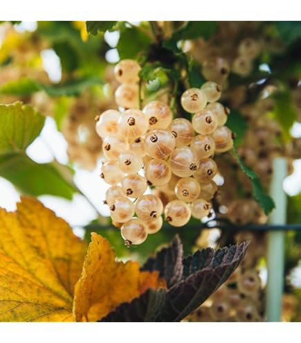 Amazon.co.jp: 甘柿(カキ)苗木 黒柿（黒実柿）の苗木 13.5cmポット苗