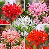 国華園　夏植え球根 ネリネ (ダイヤモンドリリー) サルニエンシスセット 5色5球 (各1球)【※発送が国華園からの場合のみ正規品です】