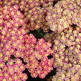 【宿根草】アキレア「サーモンクィーン」