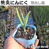 無臭 にんにく 苗 3号ポット 芽出し 3ポットセット