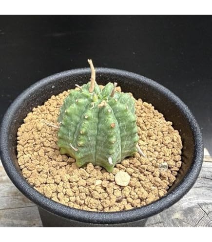 Amazon｜多肉植物 sdユーフォルビア 子吹きシンメトリカ 多肉