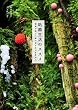 粘菌生活のススメ: 奇妙で美しい謎の生きものを求めて