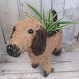 [ギフトに]オリヅルラン（斑入葉）3号ポット　アニマルプランター（わんちゃん）入り ノーブランド品